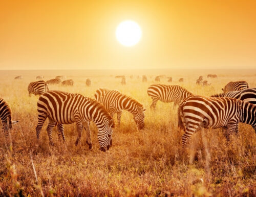 Il Parco Nazionale del Serengeti in Tanzania, il lato più selvaggio dell’Africa