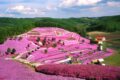 La Collina Rosa in Giappone: un tappeto di fiori nel cuore di Hokkaido