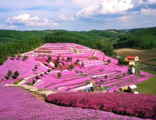 La Collina Rosa in Giappone: un tappeto di fiori nel cuore di Hokkaido