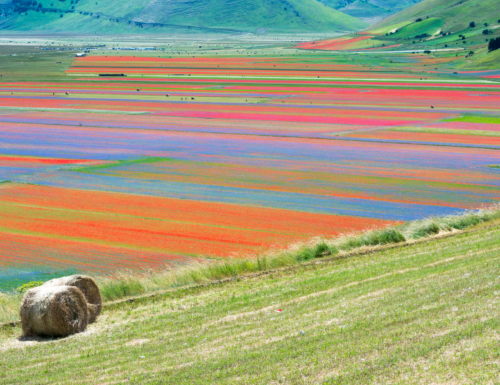 Castelluccio di Norcia: la fioritura della lenticchia e delle piante selvatiche sembra uscita da un quadro di Monet